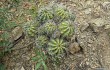 Anteprima di Echinopsis bridgesii