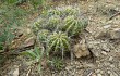 Anteprima di Echinopsis bridgesii