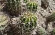 Vista previa de Echinopsis bridgesii