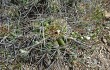 Anteprima di Echinopsis bridgesii