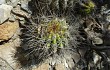 Preview photo Echinopsis bridgesii