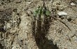 Preview photo Echinopsis bridgesii