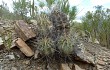 Vista previa de Echinopsis bridgesii