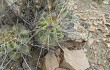 Preview photo Echinopsis bridgesii