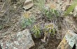 Vista previa de Echinopsis bridgesii