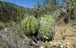 Vista previa de Echinopsis bridgesii