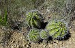 Vista previa de Echinopsis bridgesii