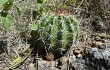 Vista previa de Echinopsis bridgesii