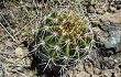 Preview photo Echinopsis bridgesii