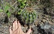 Anteprima di Echinopsis bridgesii