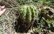 Vista previa de Echinopsis bridgesii