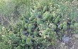 Anteprima di Echinopsis bridgesii