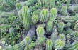 Preview photo Echinopsis bridgesii