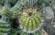 Anteprima di Echinopsis bridgesii