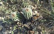 Preview photo Echinopsis bridgesii