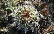 Preview photo Echinopsis bridgesii