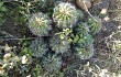 Anteprima di Echinopsis bridgesii