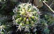 Vista previa de Echinopsis bridgesii