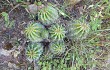 Preview photo Echinopsis bridgesii