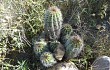 Vista previa de Echinopsis bridgesii