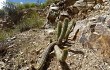 Vista previa de Echinopsis bridgesii