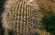 Anteprima di Echinopsis formosa