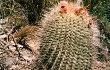 Anteprima di Echinopsis formosa