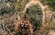 Preview photo Echinopsis formosa