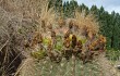 Preview photo Echinopsis formosa