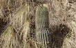 Anteprima di Echinopsis formosa