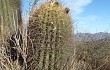 Anteprima di Echinopsis formosa