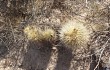 Anteprima di Echinopsis formosa