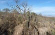 Vista previa de Echinopsis formosa