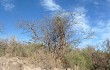 Vista previa de Echinopsis formosa