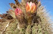 Anteprima di Echinopsis formosa