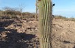 Preview photo Echinopsis formosa