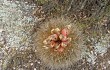 Anteprima di Echinopsis formosa