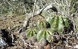 Preview photo Echinopsis calochlora