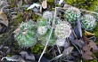 Preview photo Echinopsis calochlora