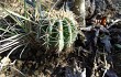 Preview photo Echinopsis calochlora