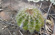 Anteprima di Echinopsis calochlora