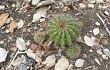 Preview photo Echinopsis calochlora