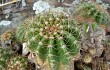 Vista previa de Echinopsis calochlora