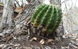 Preview photo Echinopsis calochlora