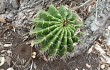 Anteprima di Echinopsis calochlora