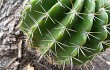 Preview photo Echinopsis calochlora