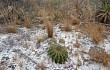 Vista previa de Echinopsis calochlora