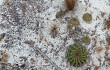 Anteprima di Echinopsis calochlora