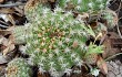 Preview photo Echinopsis calochlora