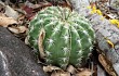 Vista previa de Echinopsis calochlora